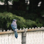 bluejay